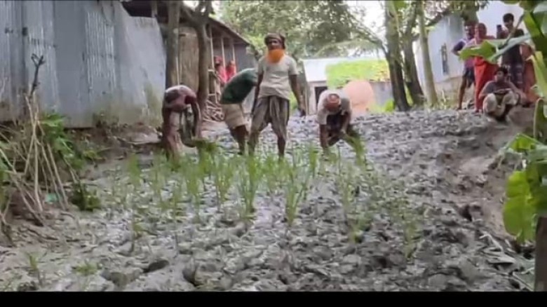 রাস্তা সংস্কারের নামে ভোগান্তি, প্রতিবাদে সিরাজগঞ্জে সড়কে ধানের চারা রোপণ...